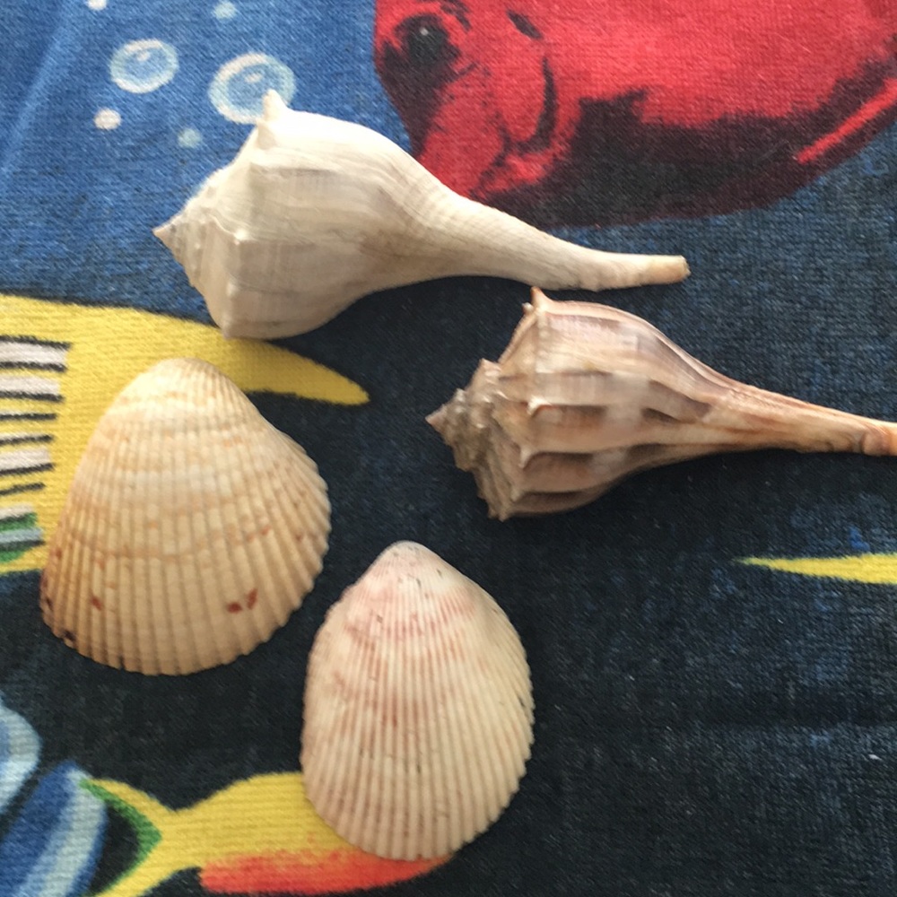 🐚 15 shells -Make Offer🐚 - Picture 2 of 4